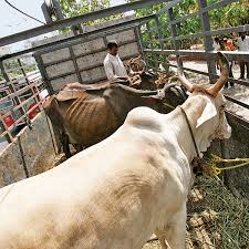 BJP, PDP divided over rejecting beef ban Bill