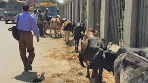 Bovines sacrificed despite beef ban in Jammu and Kashmir
