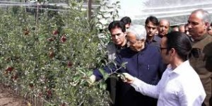 Kashmir valley gets high-density apple orchard