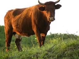 Police rescues 25 bovines in Udhampur