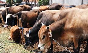 Will boycott products from other states but won’t stop eating beef - Anantnag traders’ body