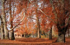Would Kashmir's autumnal grandeur be lost to urbanization greed