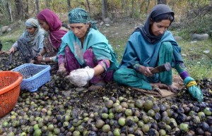 Falling prices spell trouble for walnut industry