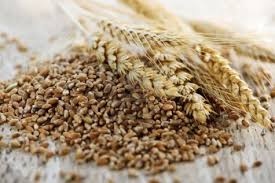 Govt warns FCI of providing substandard food grains