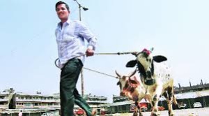 JK HC notice to Govt on criminalisation of bovine slaughter