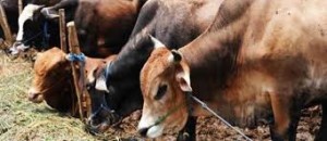 VHP Warns Muslims against Cow Slaughter
