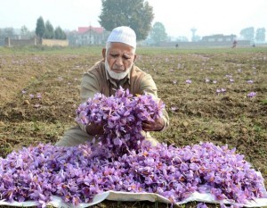 Kashmir’s saffron growers in the red