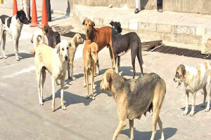 Stray dogs unleash terror around Kawdara, Nawakadal
