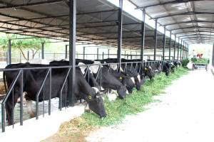 ‘Valley produces surplus milk’