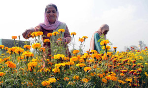 Flower cultivators suffer losses due to dry winter