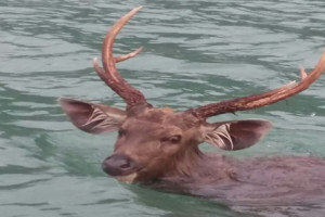 Oh deer! Wildlife team goes all out to rescue hangul, finds sambar