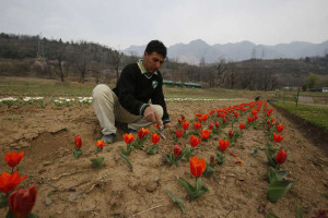 Tulip Garden may reopen by middle of March due to early spring