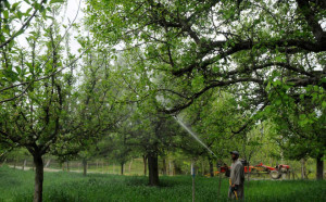 Unusual warm weather worries orchardists