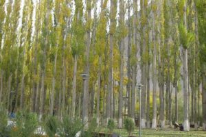 Russian poplar species a public nuisance - HC
