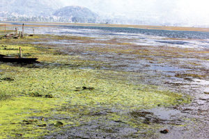 Weeds take sheen off Dal lake vital basin