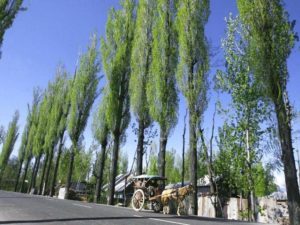 In defence of Kashmir’s unpopular poplars