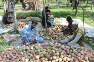 Govt, Separatists upset Kashmir's Applecart