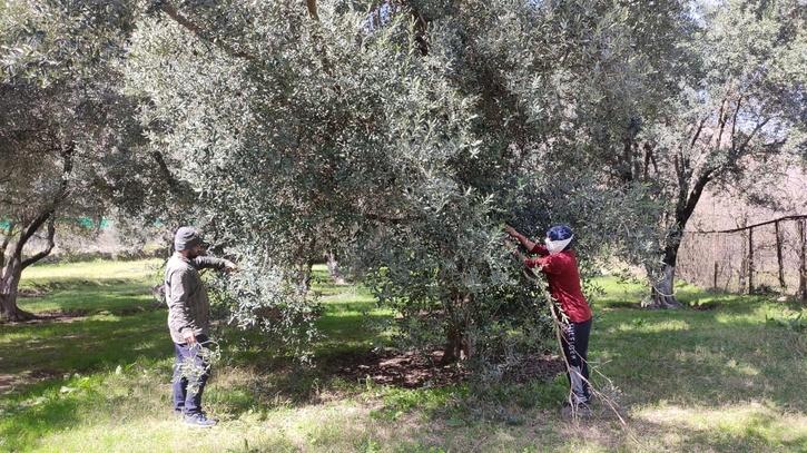 Kashmiri Zaitoon: How olive cultivation in Uri is transforming the lives farmers