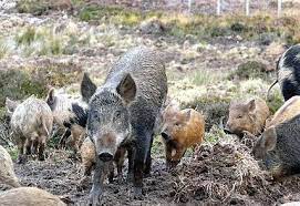 Wild boar population surges in Kashmir, Wildlife experts raise concerns