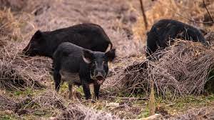Crop Destruction Woes: Wild Boars Run Rampant, Causing Havoc for Farmers