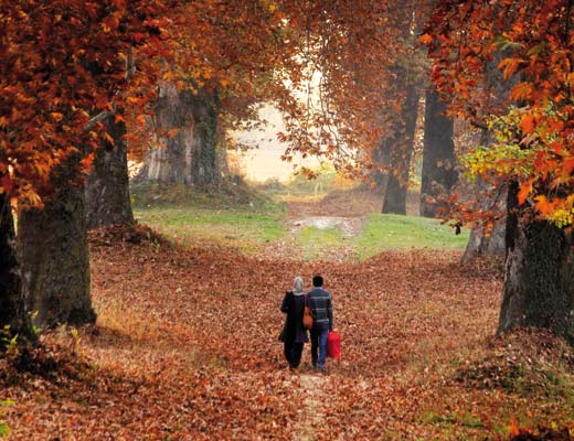 The Majestic Chinar: A Symbol of Kashmiri Identity, Resilience, and Heritage