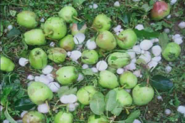 Adverse weather conditions impact Rice and Apple Crop in Kashmir: Cold Wave, Rain, and Hailstorm Cause Damage