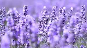 Bhaderwah Emerges as India's Lavender Capital with Government Support and Progressive Farmers