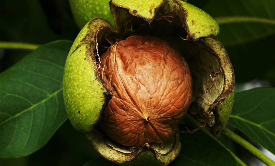 Kashmir's walnut and apple growers face tough competition from cheaper imports
