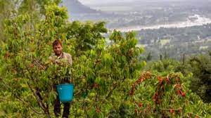 Cherry harvesting begins in full swing as COVID restrictions relaxed in Kashmir