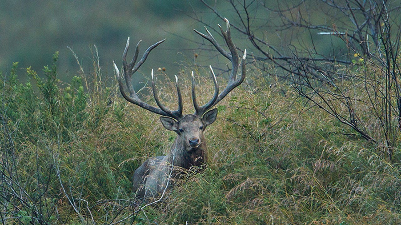 Need key steps to stop Hanguls from extincting