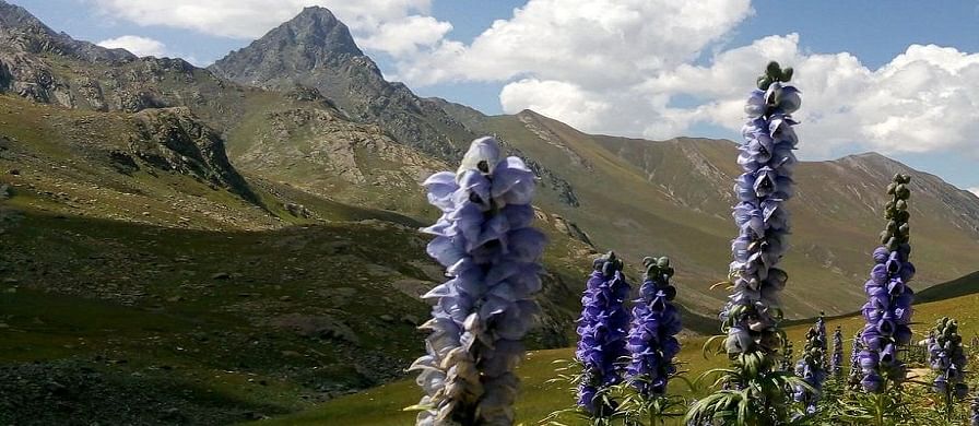 Entry of day picnickers in Sonamarg on weekends banned - Govt