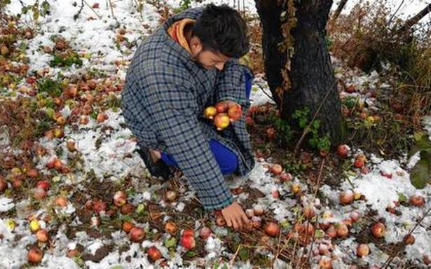 Apple farms devastated as early snow destroyed fruits & cracked trees