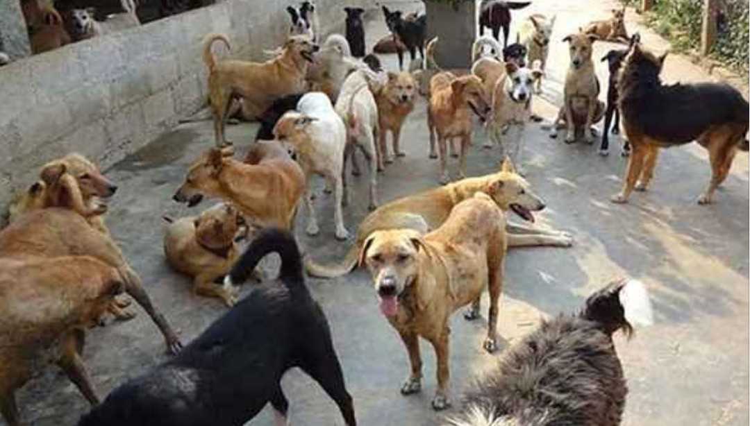Stray dogs on prowl in Srinagar