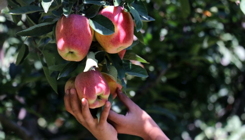 Citing huge losses, Kashmir apple growers demand ban on imports from Iran