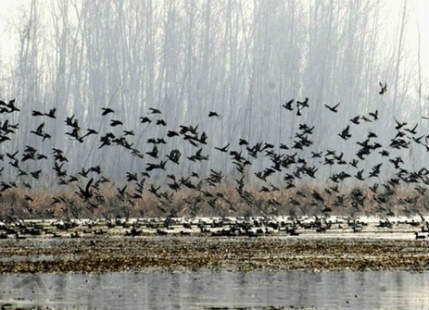 This year amid warmer temperatures migratory birds leaving Kashmir earlier