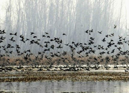 This year amid warmer temperatures migratory birds leaving Kashmir earlier