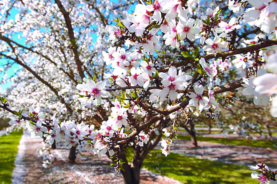 Badamwari: Almond flower bloom a visual treat this spring season