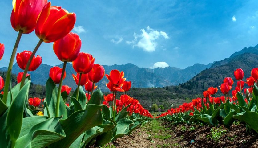 Tulip Festival: Early flower bloom at Tulip Garden Srinagar