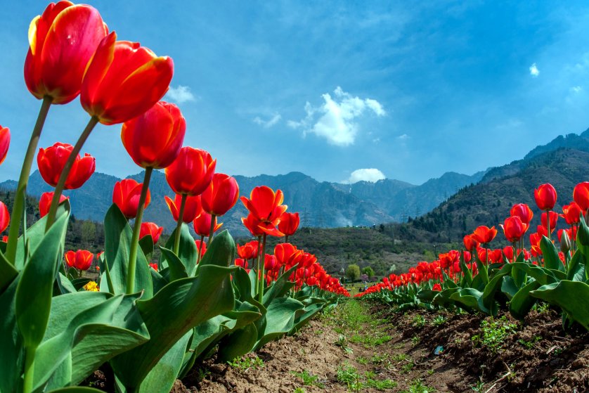 Tulip Festival: Early flower bloom at Tulip Garden Srinagar