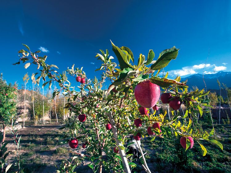 Kashmir's dry spell may wash out fruit grower's hopes of good yield