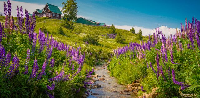 Kashmir the Valley of Dreams