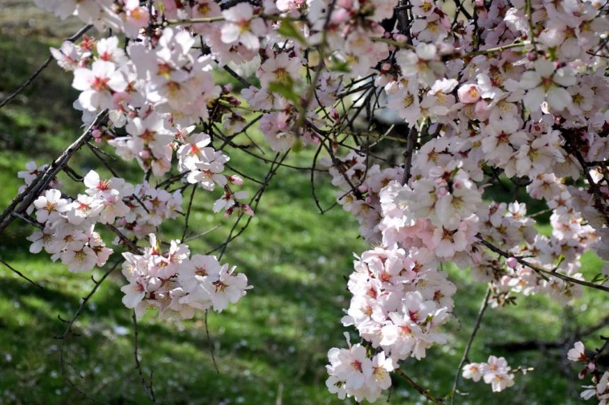 A Mesmerizing Springtime Scene - Blossoming Almond Trees in Kashmir
