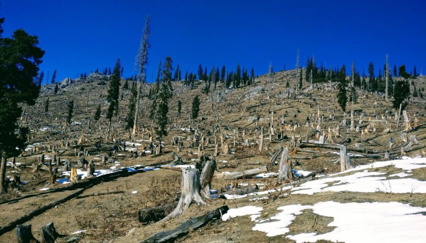J&K's Forests under threat: Immediate action needed to prevent irreversible damage