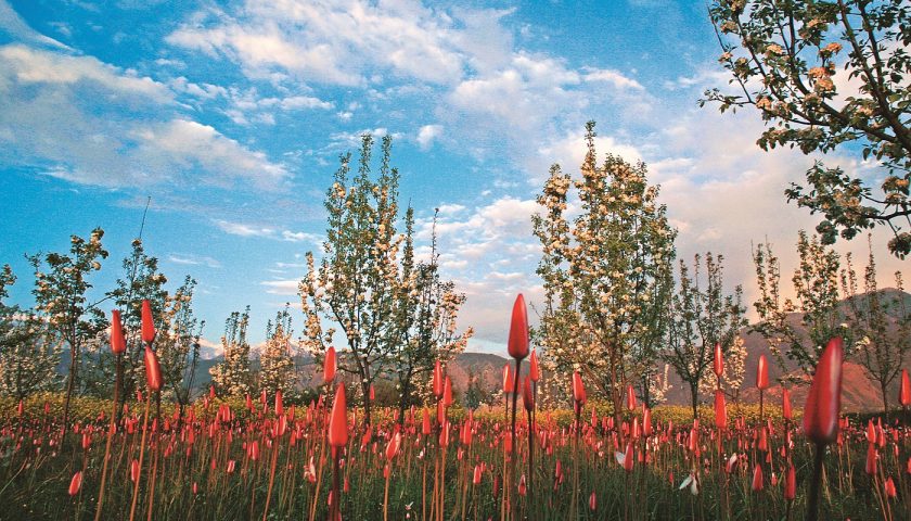 Kashmir in Spring: A Vibrant Medley of Colors and Scents