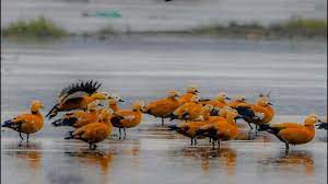 This winter newer rarer winged guests make Kashmir their home