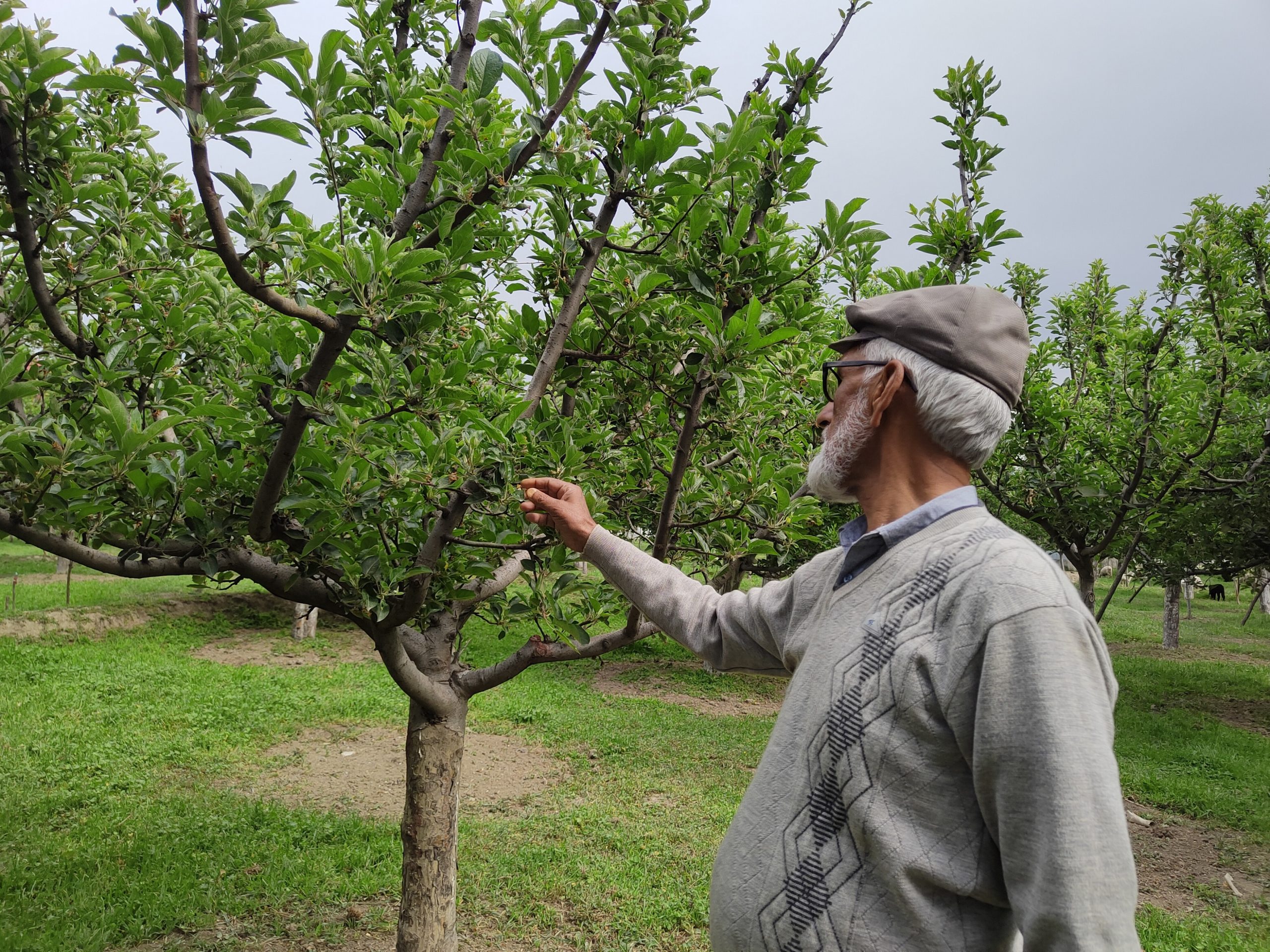 Jammu & Kashmir experiences a drop in temperature and heavy rainfall affecting apple pollination in Kashmir