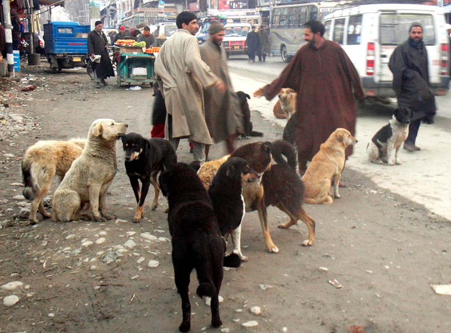 Over 6800 dog bites reported in Kashmir in the last 12 months