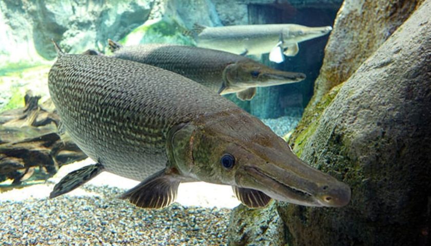 Alarm bells ring as exotic Alligator Gar Fish found in Dal Lake