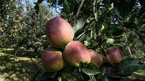 Kashmiri Growers express shock as GoI removes 20% Import duty on American Apples