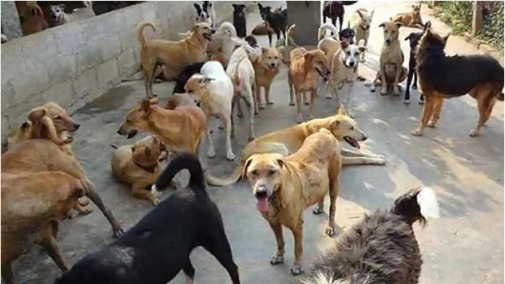 Two individuals arrested in Srinagar for Killing Stray Dog, Face animal cruelty charges